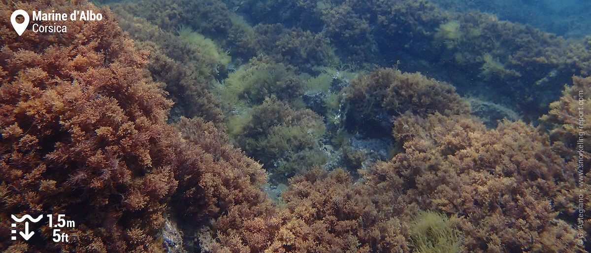 Marine d'Albo seaweed beds