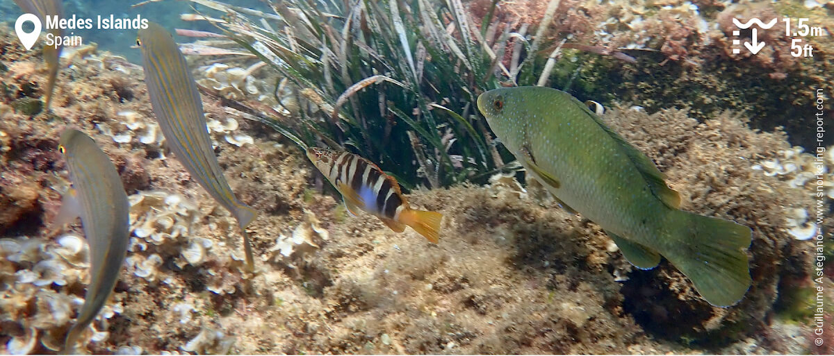 Mediterranean fish in Medes Islands