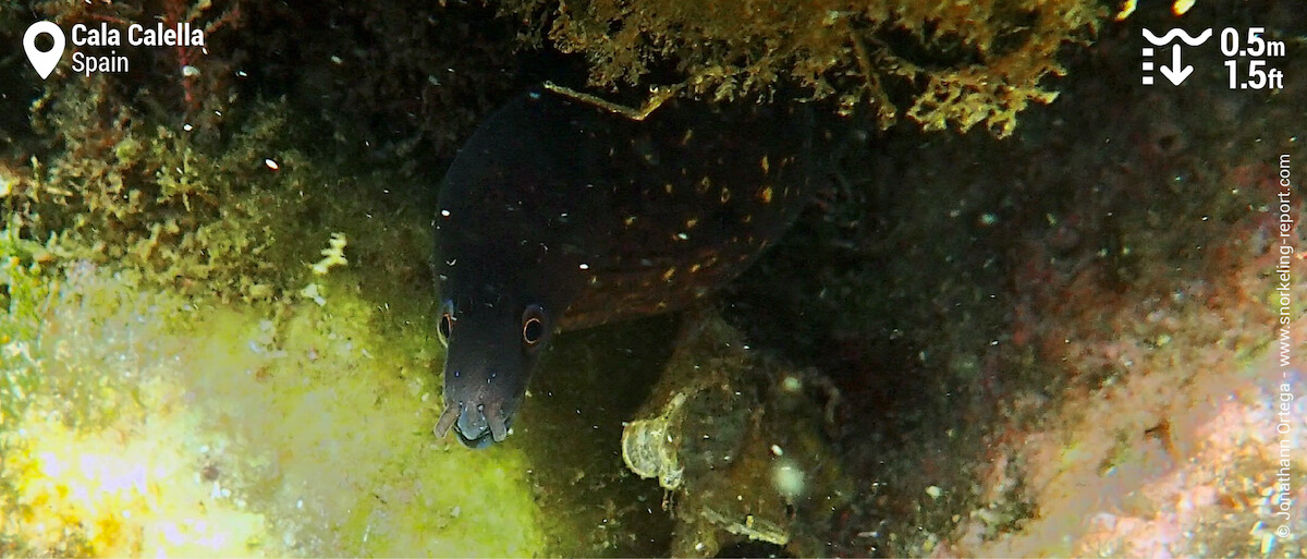 Mediterranean moray at Cala Calella