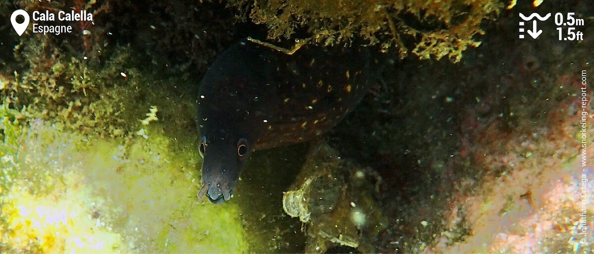 Murène de Méditerranée à Cala Calella