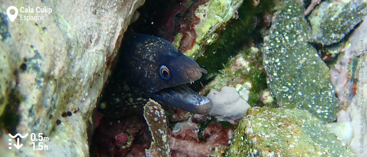 Murène de Méditerranée à Cala Culip