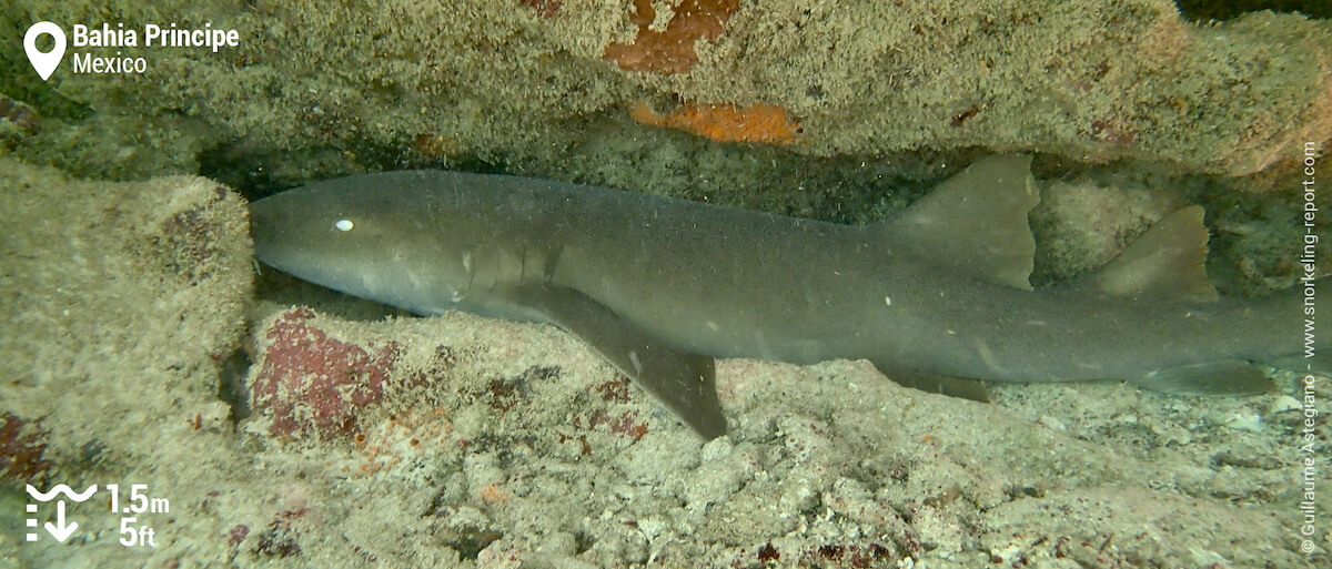 Nurse shark at Bahia Principe Akumal
