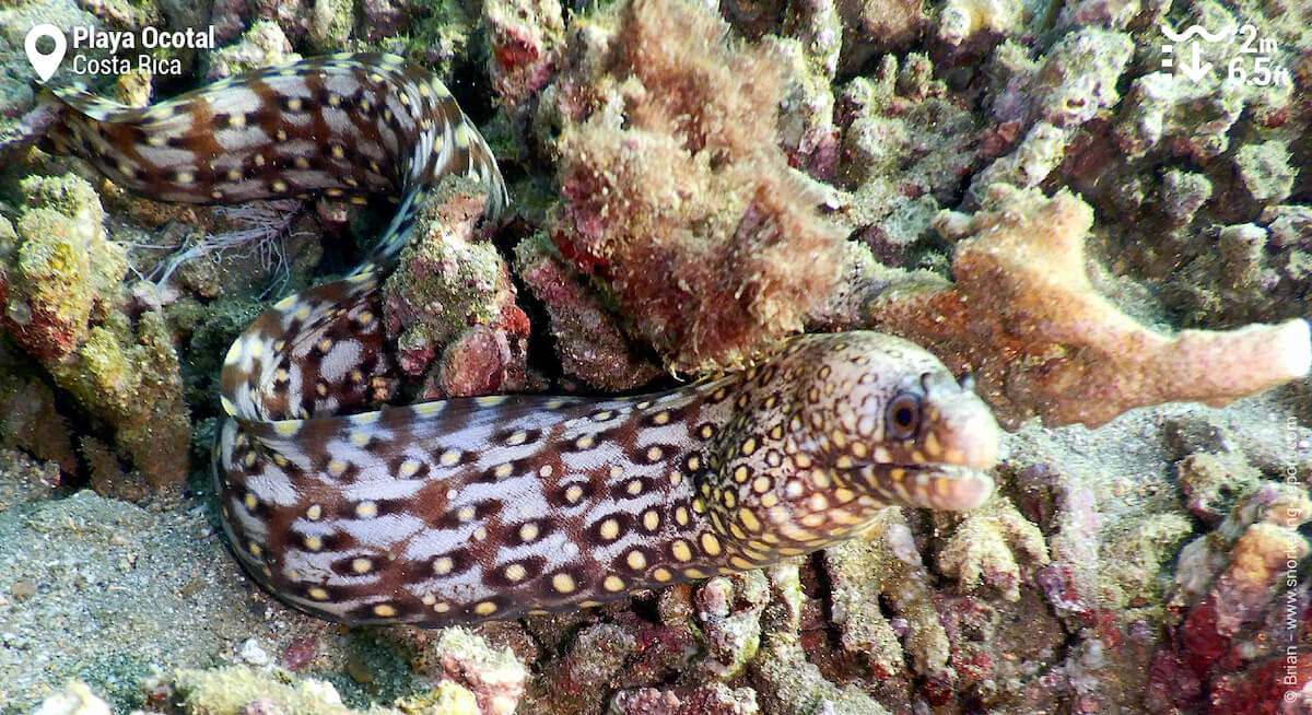 Ornate moray in Playa Ocotal