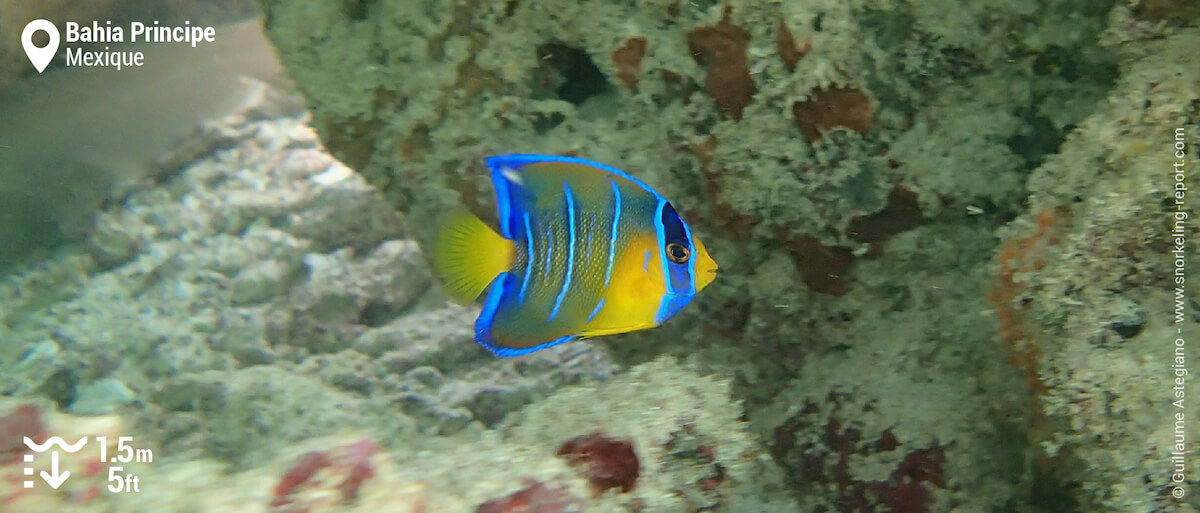 Poisson-ange royal au Bahia Principe Akumal