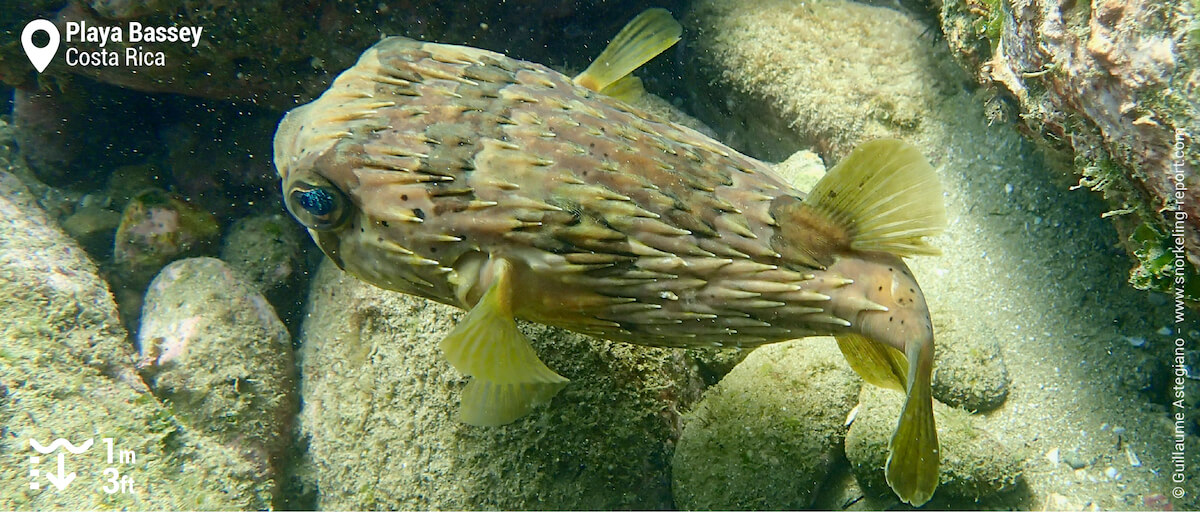 Porcupinefish at Playa Bassey