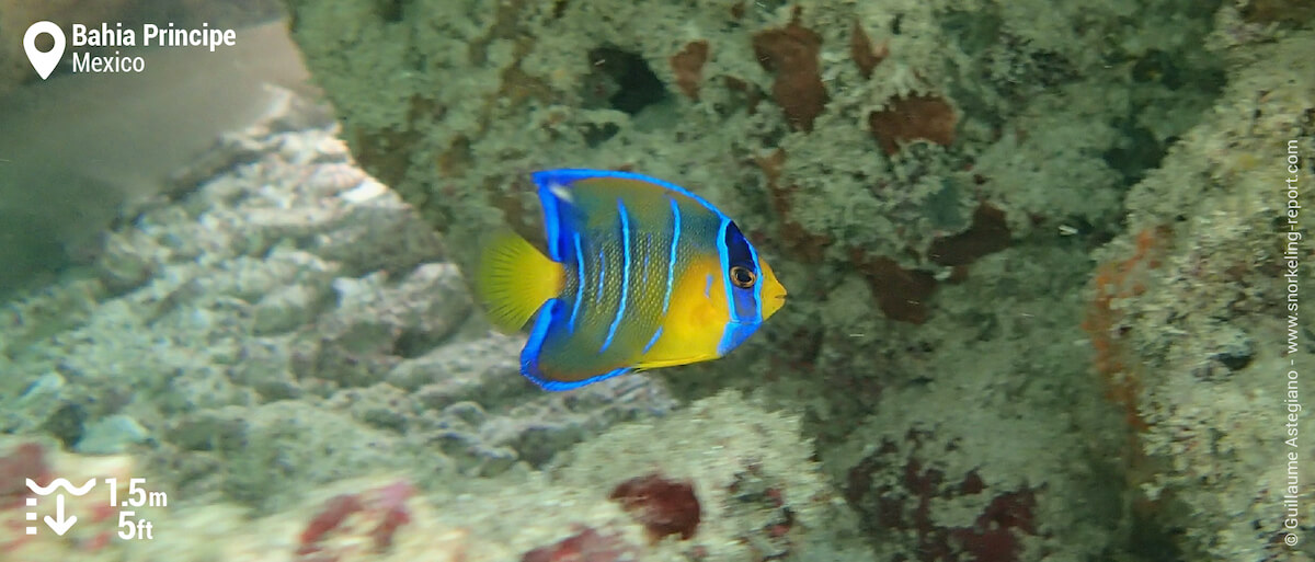 Juvenile queen angelfish at Bahia Principe Akumal