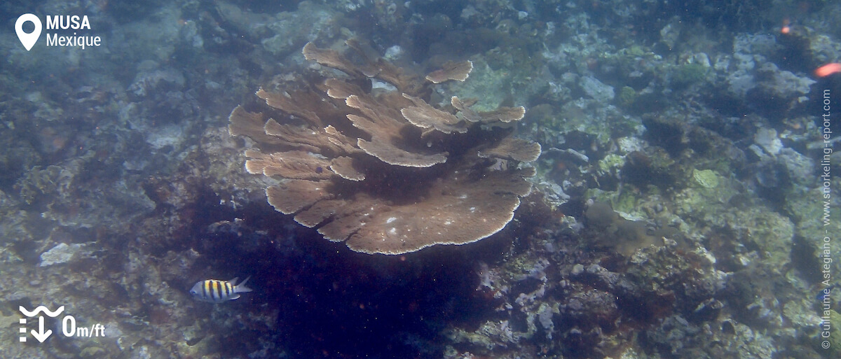 Le récif corallien de Manchones