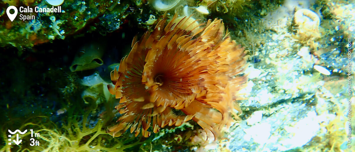 Fanworm at Cala Canadell