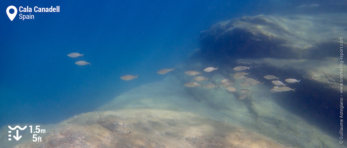 School of salema at Cala Canadell