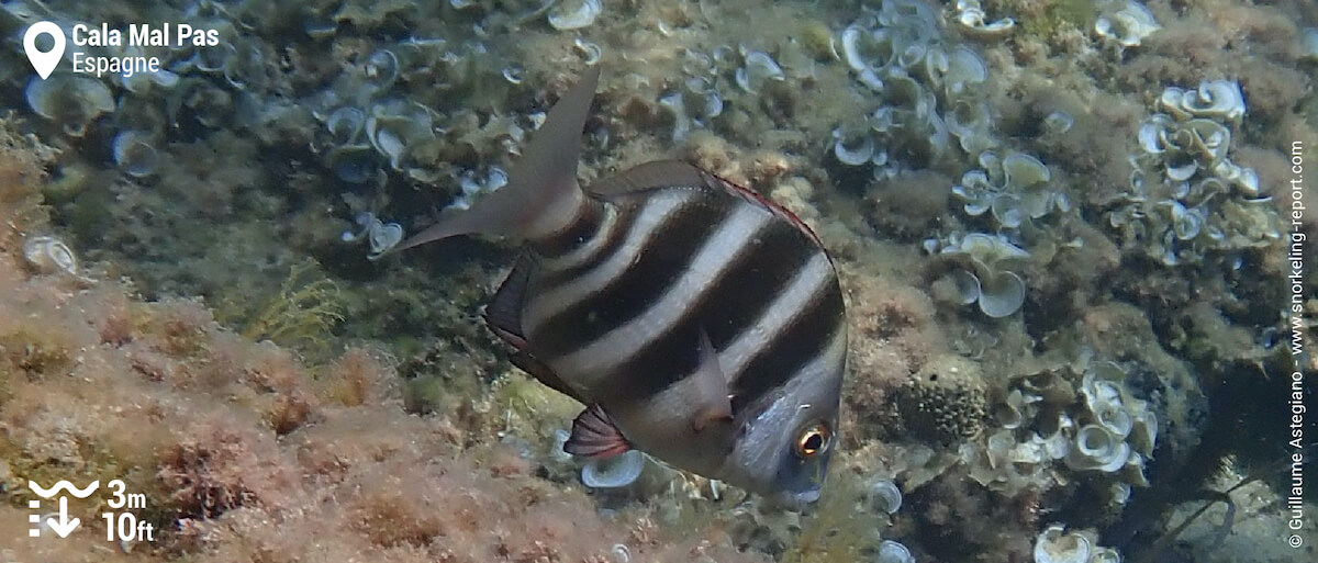 Sar tambour à Cala Mal Pas, Benidorm