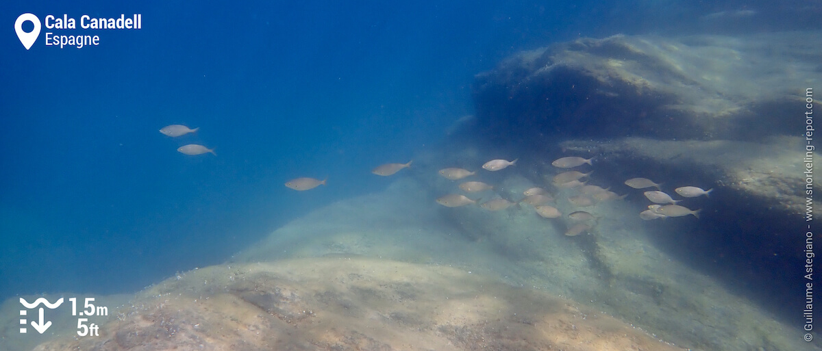 Banc de saupes de Méditerranée à Cala Canadell