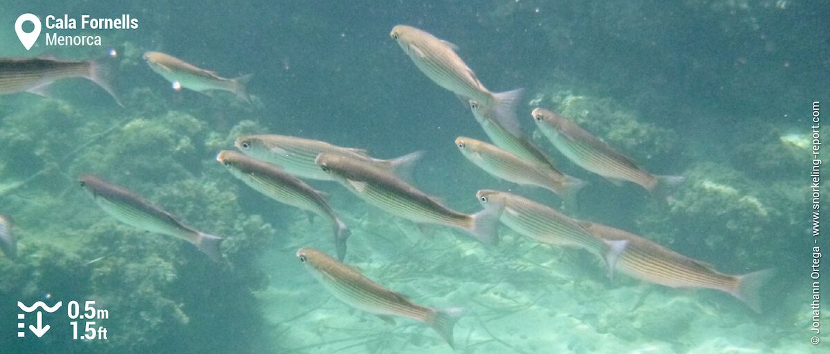 School of thicklip grey mullet at Cala Fornells