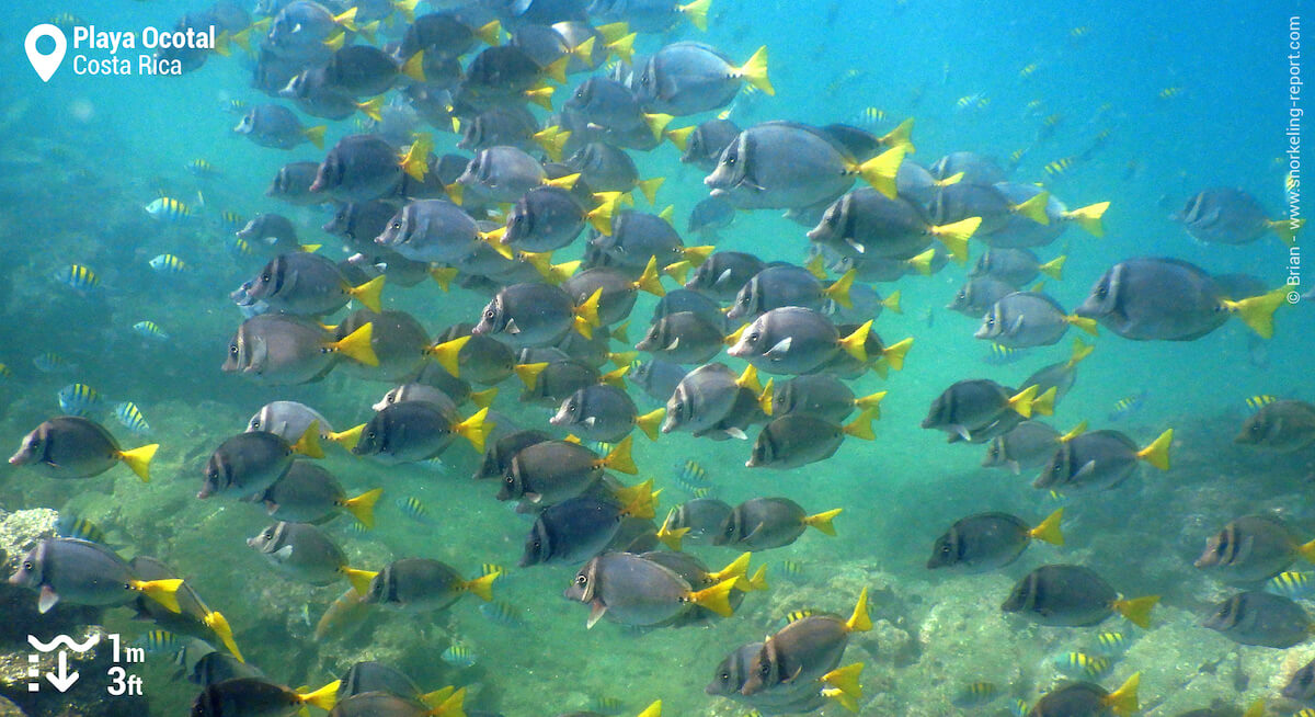 School of razor surgeonfish