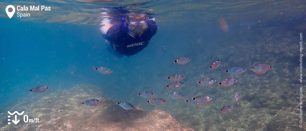 Snorkeler and seabram at Cala Mal Pas, Benidorm