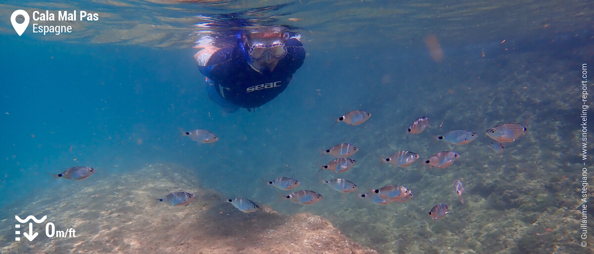 Snorkeler et oblades à Cala Mal Pas, Benidorm