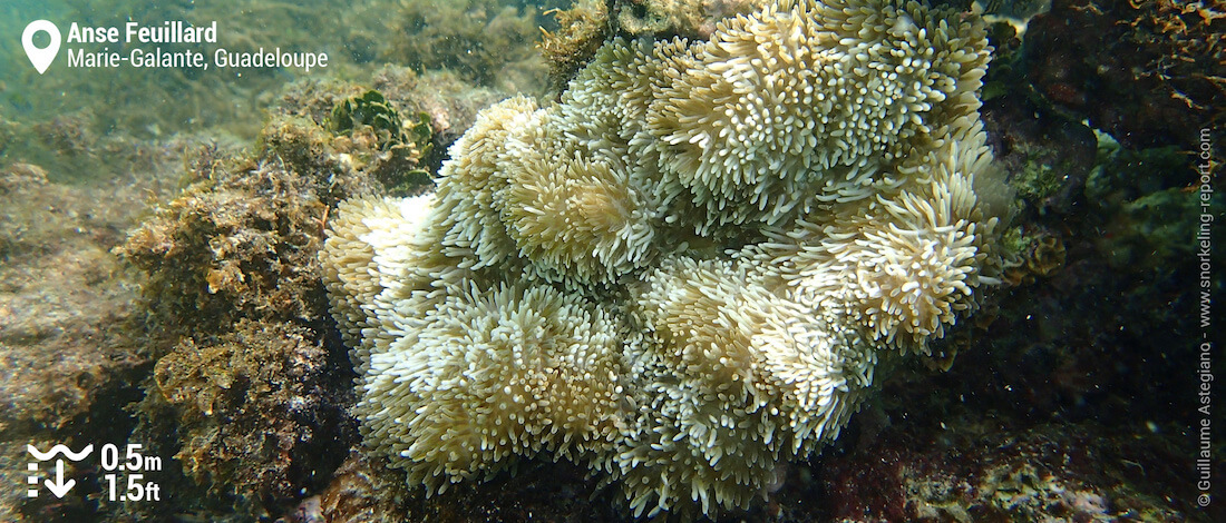 Soft coral at Anse Feuillard