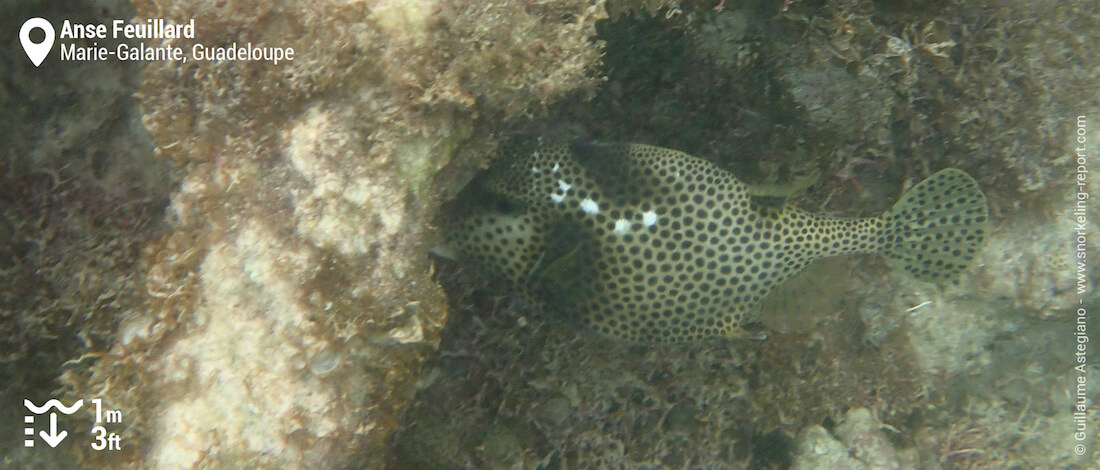 Spotted trunkfish at Anse Feuillard