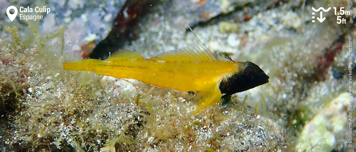 Tripterygion jaune à Cala Culip