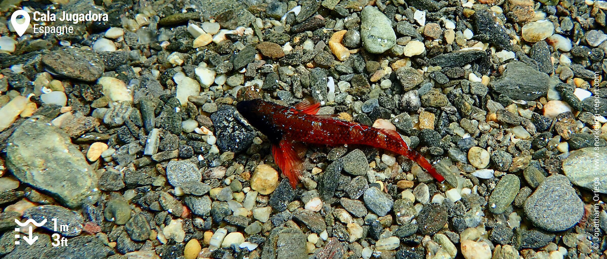 Triptérygion rouge à Cala Jugadora