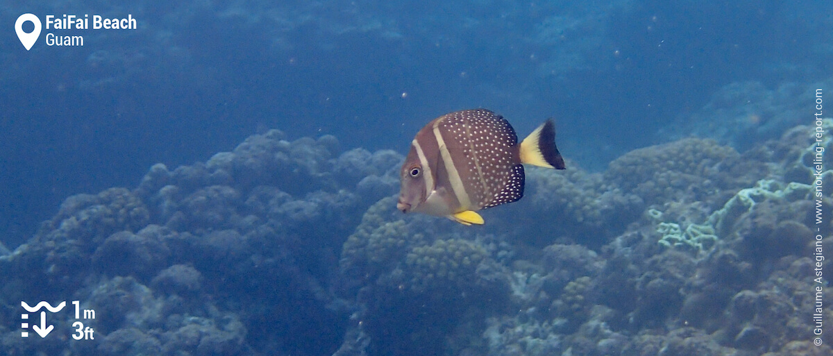 Whitespotted surgeonfish at FaiFai Beach