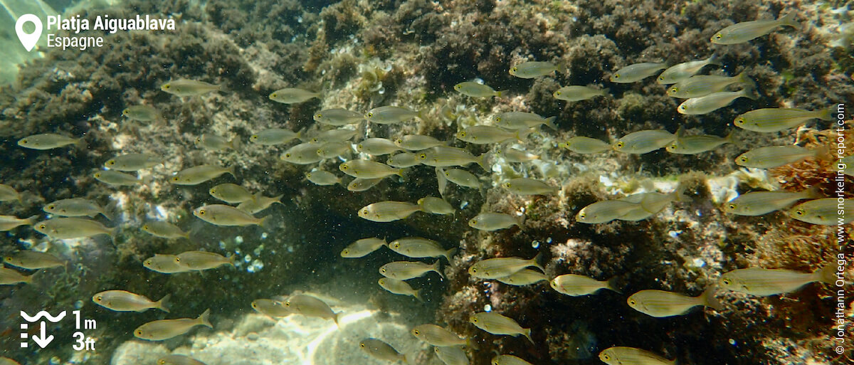 Banc de saupes à Platja Aiguablava