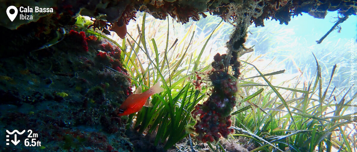 Cardinalfish in a cave in Cala Bassa