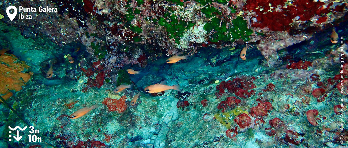 Cardinalfish in an underwater cave at Punta Galera