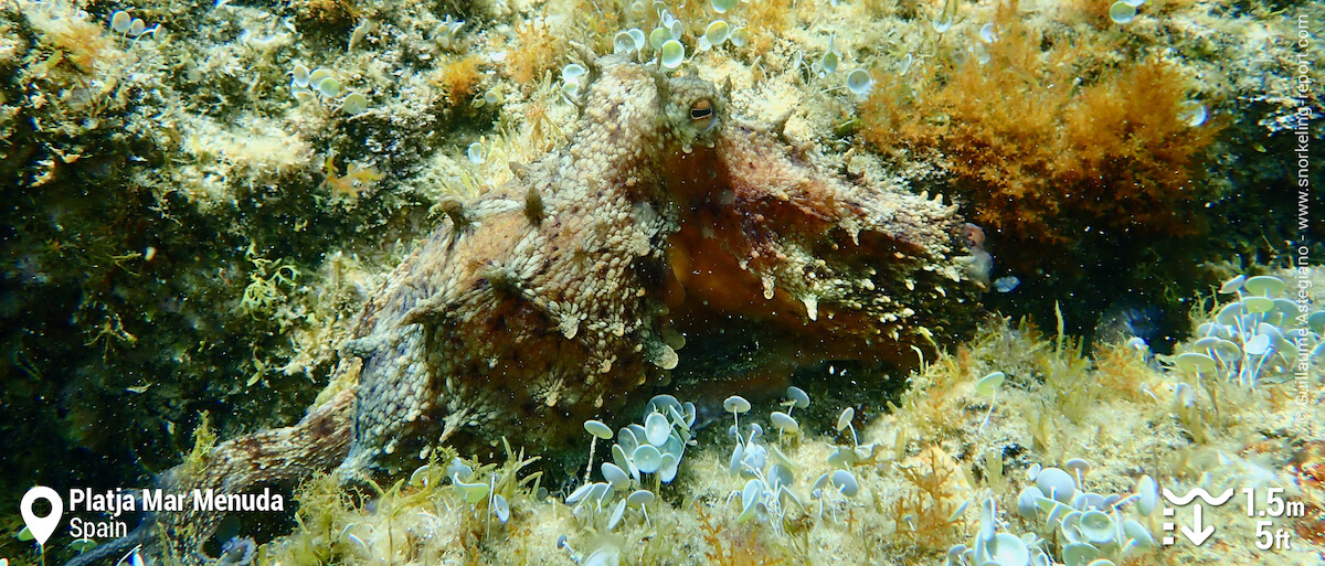 Common octopus at Platja Mar Menuda, Tossa de Mar