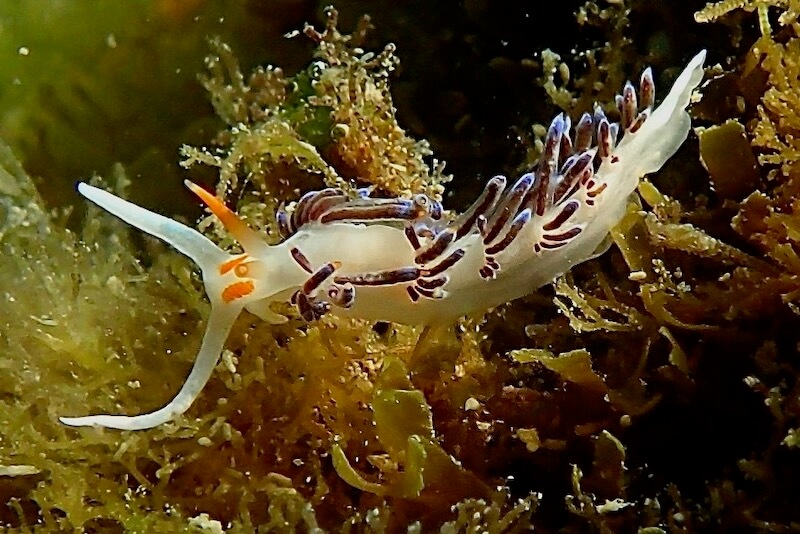 Cratena peregrina