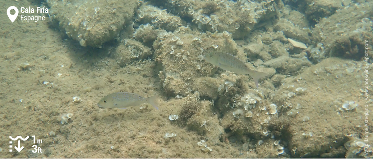 Dentis à Cala Fria