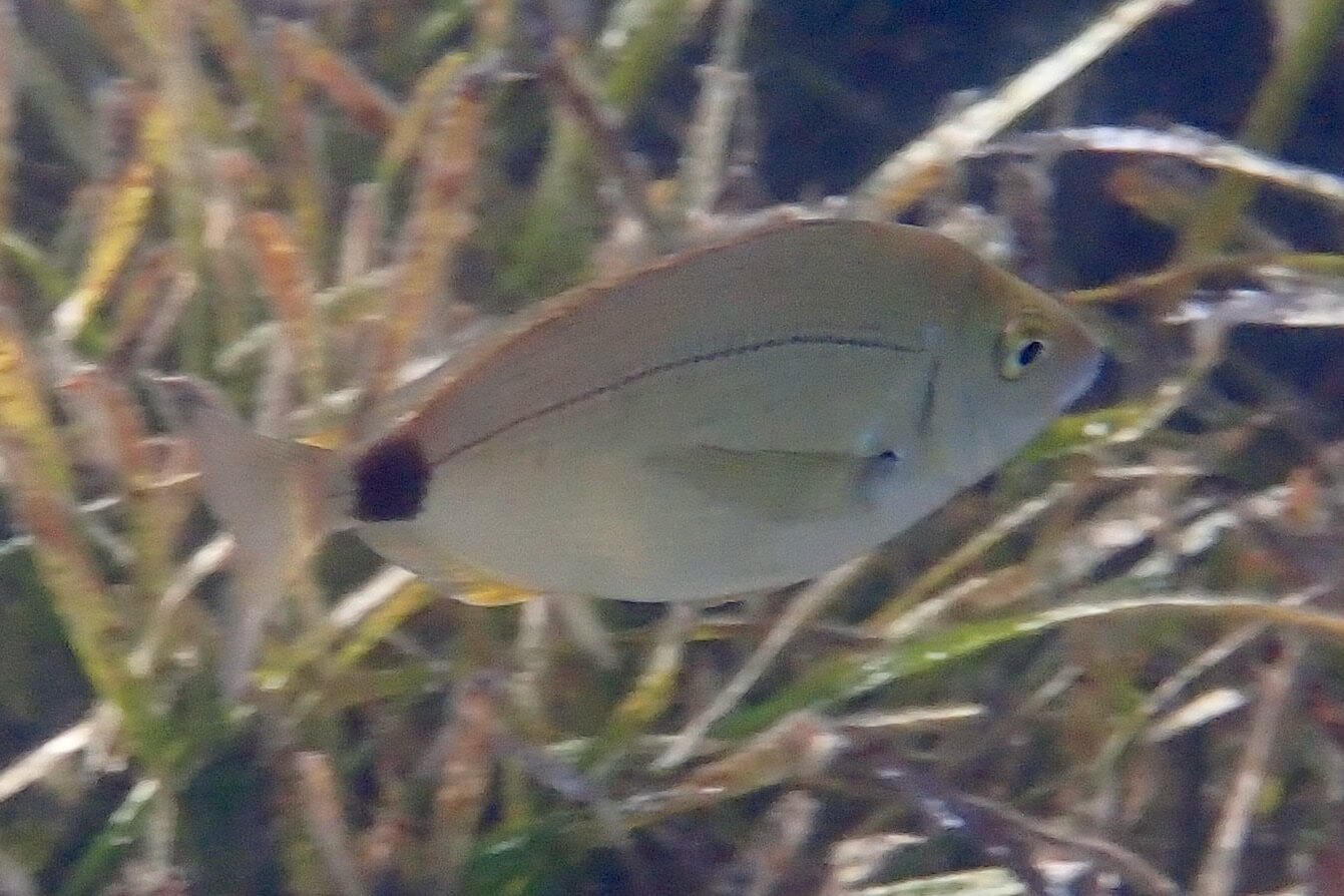 Diplodus annularis