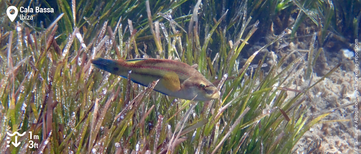 East-Atlantic peacock wrasse in Cala Bassa's posidonia meadows