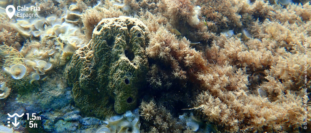 Eponge à Cala Fria