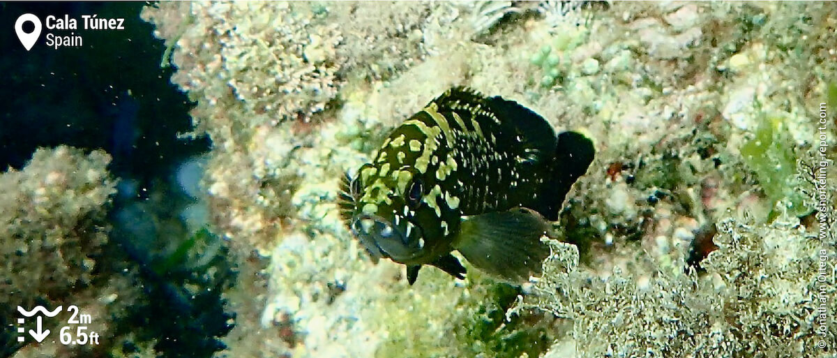 Juvenile dusky grouper at Cala Túnez, Cabo de Palos