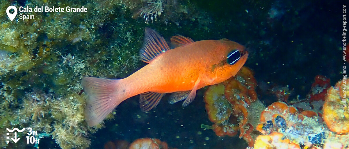 Mediterranean cardinalfish at Cala del Bolete Grande