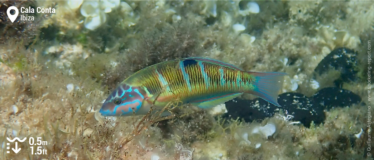 Ornate wrasse in rocky beds at Cala Conta