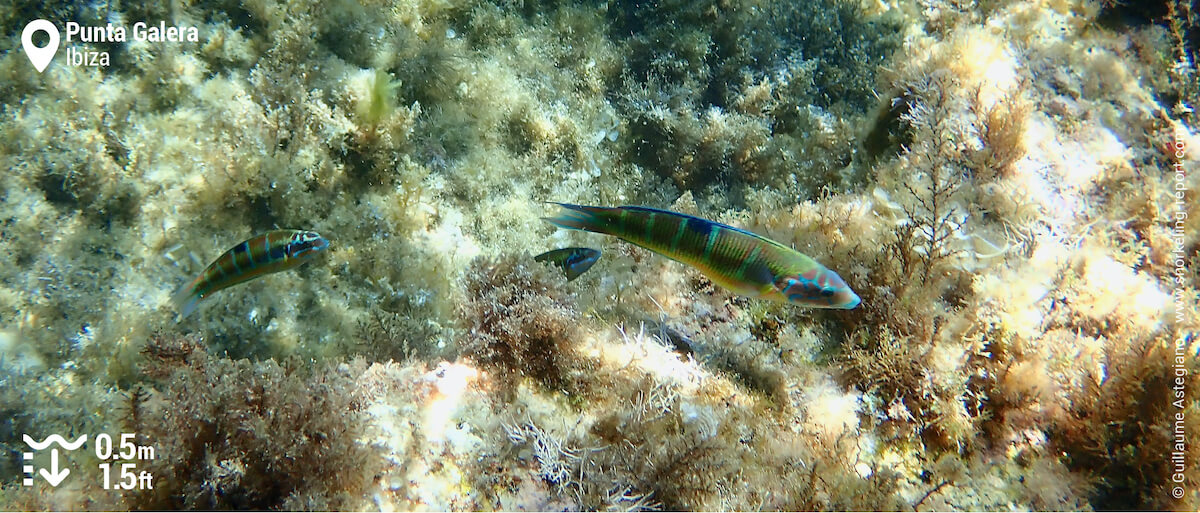 Ornate wrasse at Punta Galera