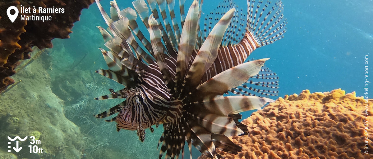 Lionfish at Ilet à Ramiers