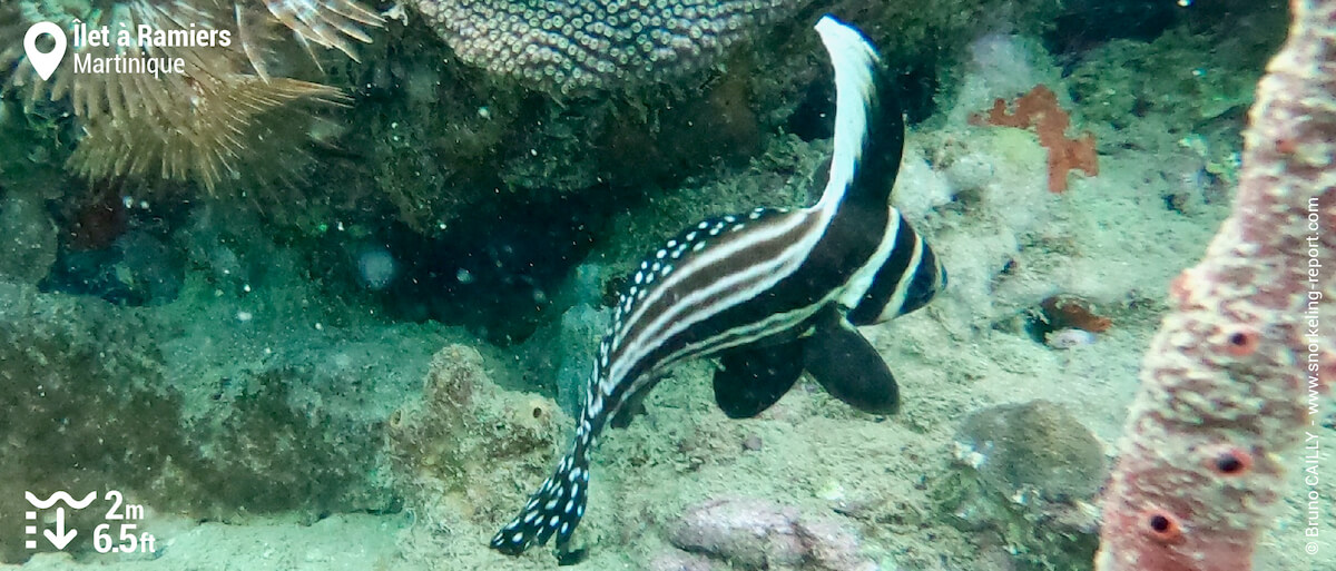 Poisson-ruban à pois à l'Îlet à Ramiers