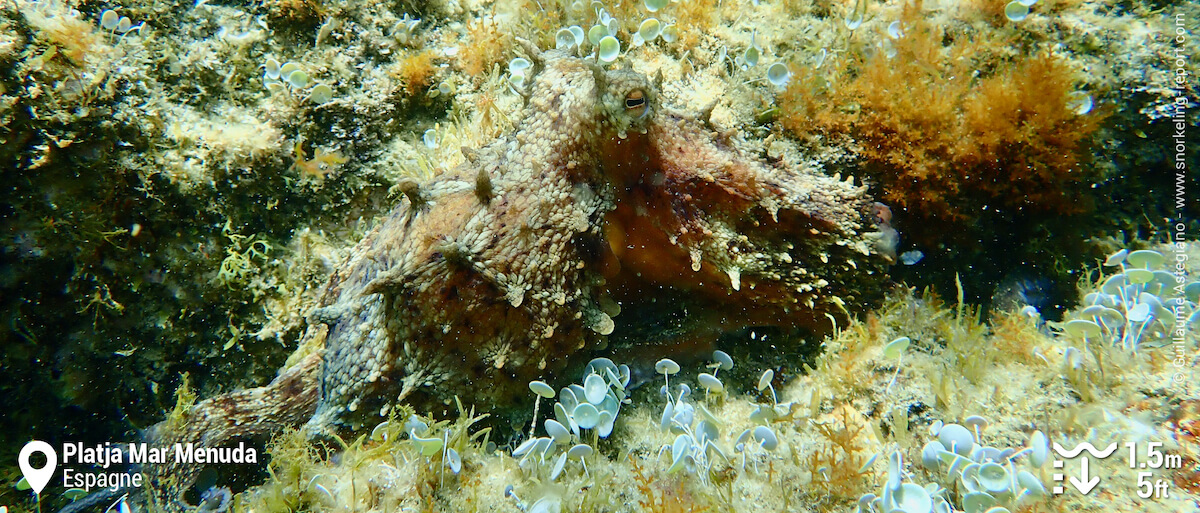 Pouple commun à platja Mar Menuda, Tossa de Mar