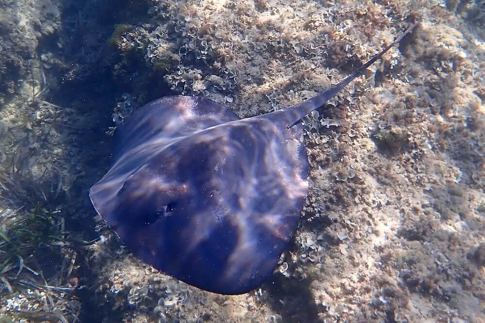 Pteroplatytrygon violacea