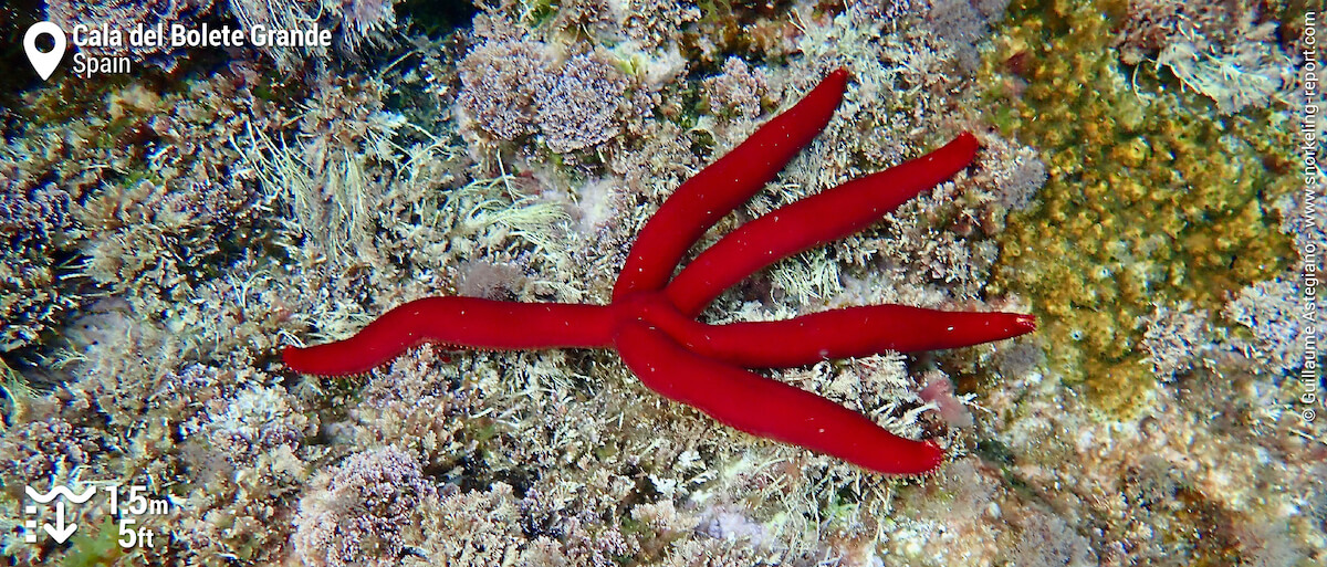 Purple sea star at Cala del Bolete Grande