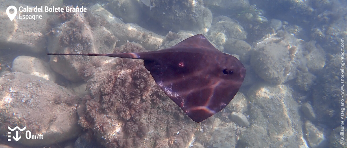 Snorkeling avec une raie pastenague violette à Cabo Tiñoso