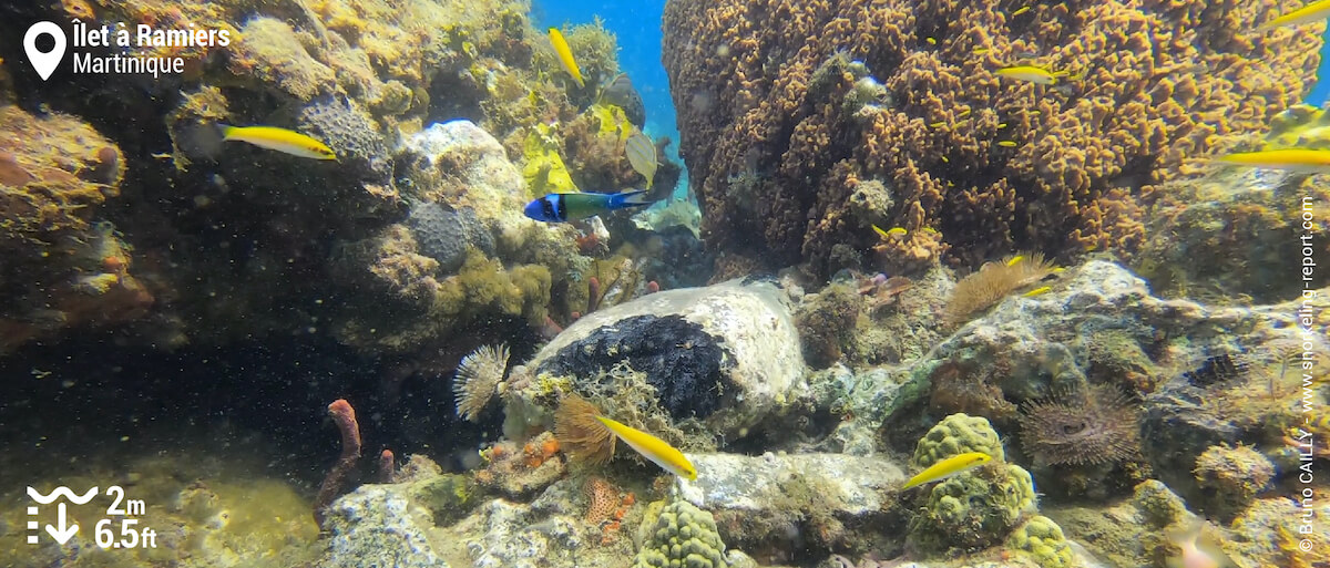 Coral reef at Ilet à Ramiers