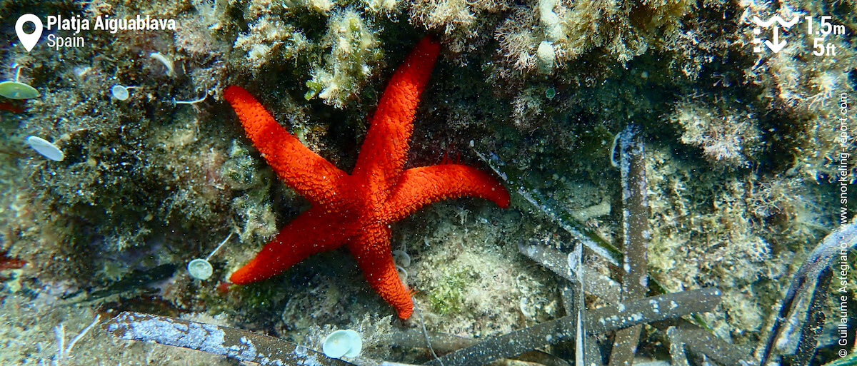 Red sea star at platja Aiguablava