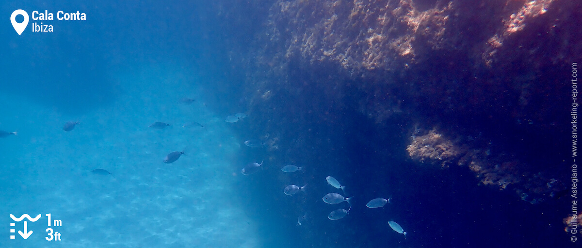 Saddled seabream at Cala Conta rocky drop off