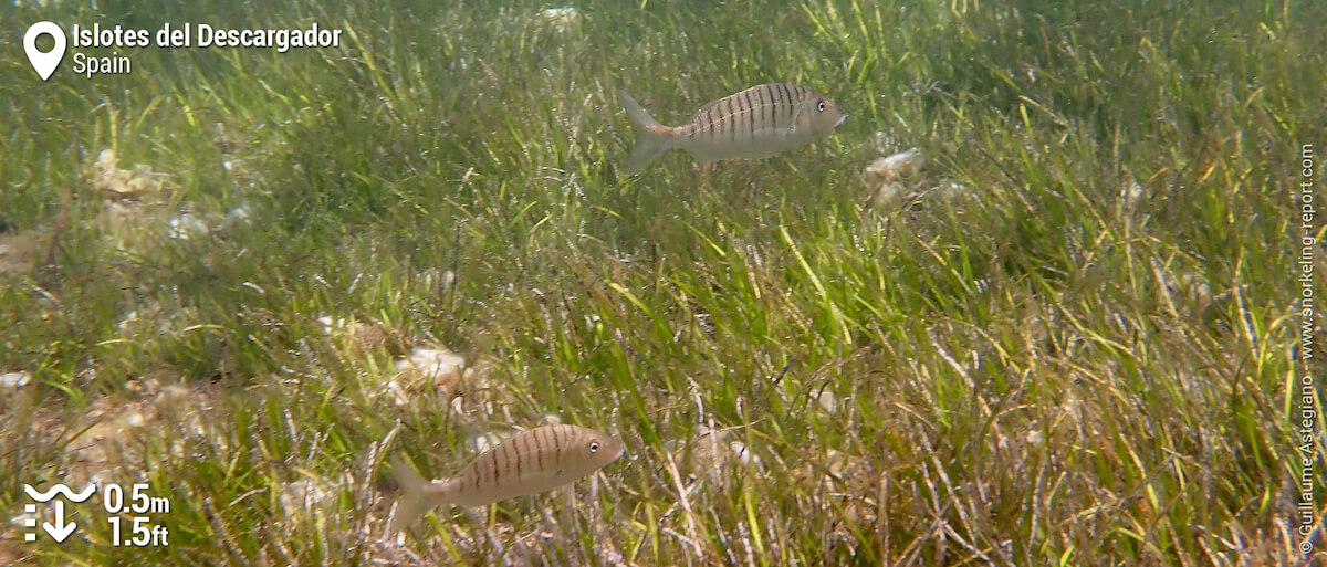 Sand steenbras in seagrass meadows at Islotes del Descargador