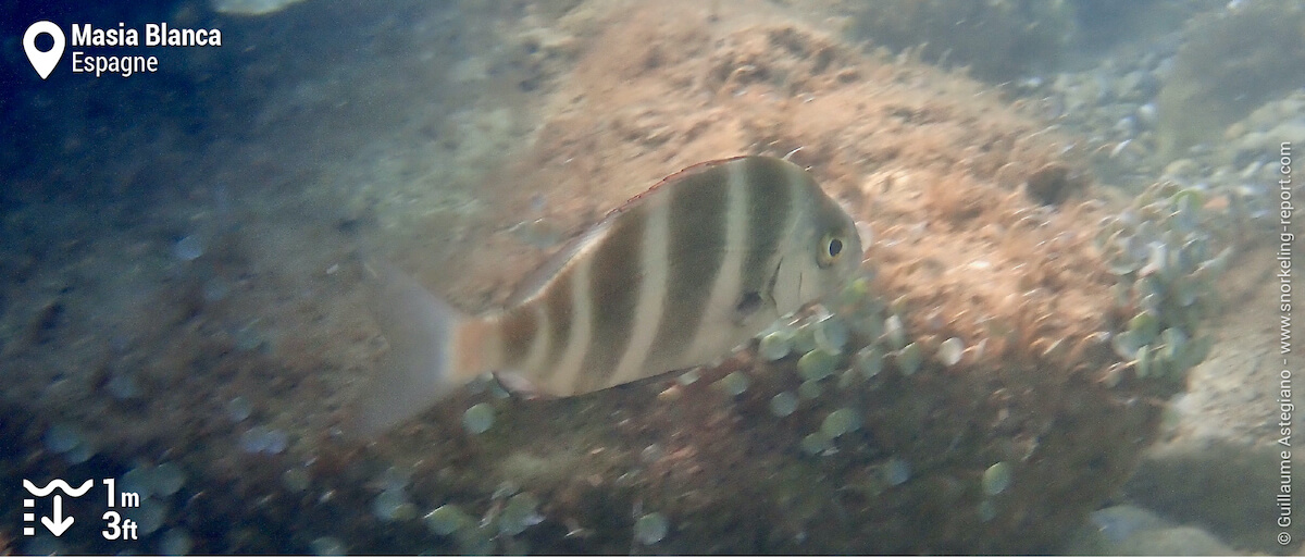 Sar tambour à Masía Blanca