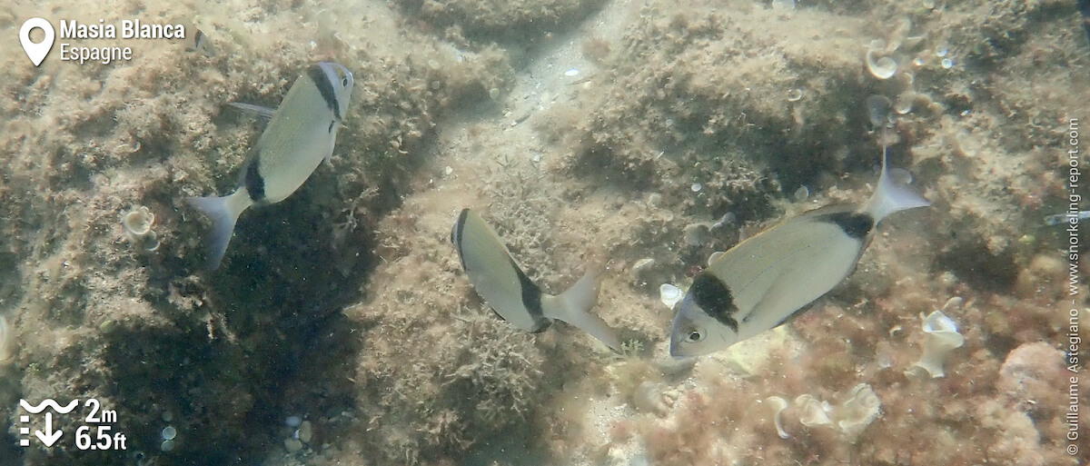 Sars à tête noire dans la Réserve Marine de Masía Blanca