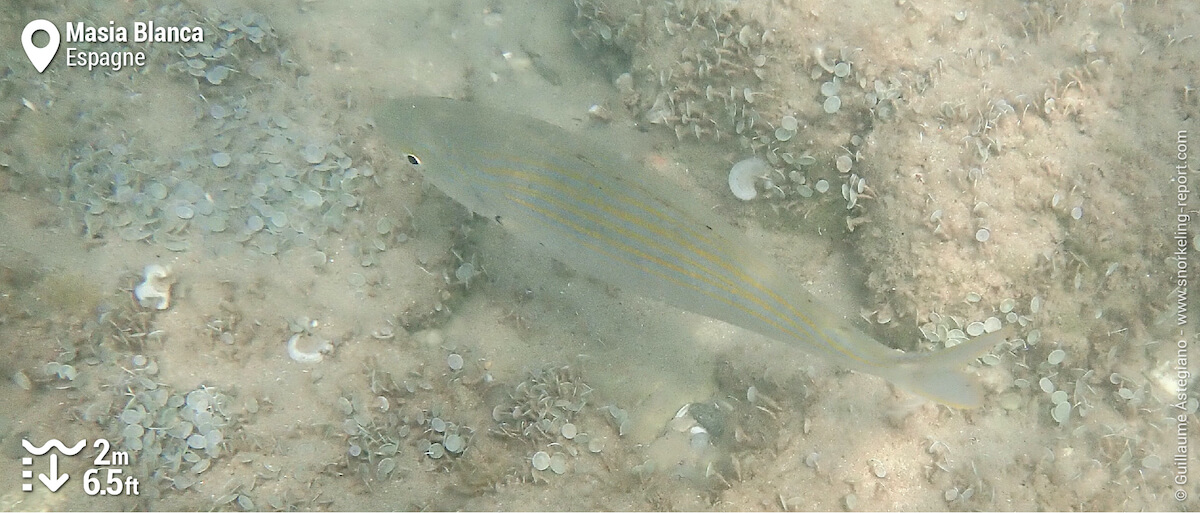 Saupe de Méditerranée à Masía Blanca